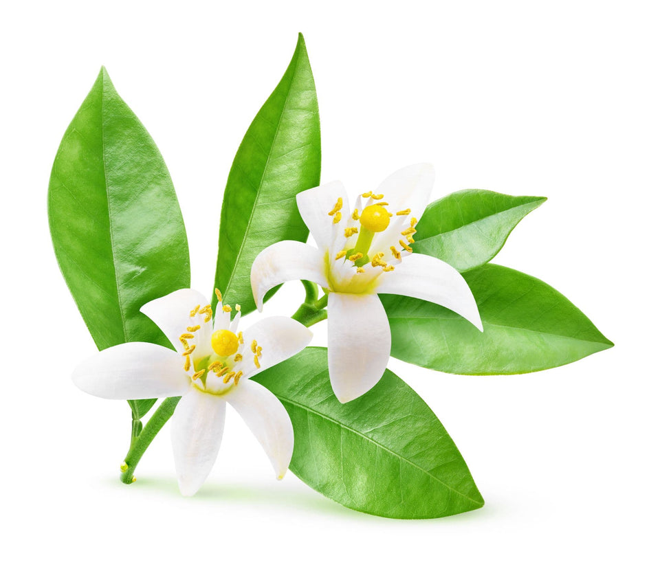 What is Neroli and it's importance in Perfumery