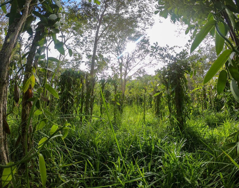 Madagascar Vanilla in Perfumery: A Sensory Journey